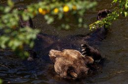 Bear seen swimming in California, 加州熊出沒